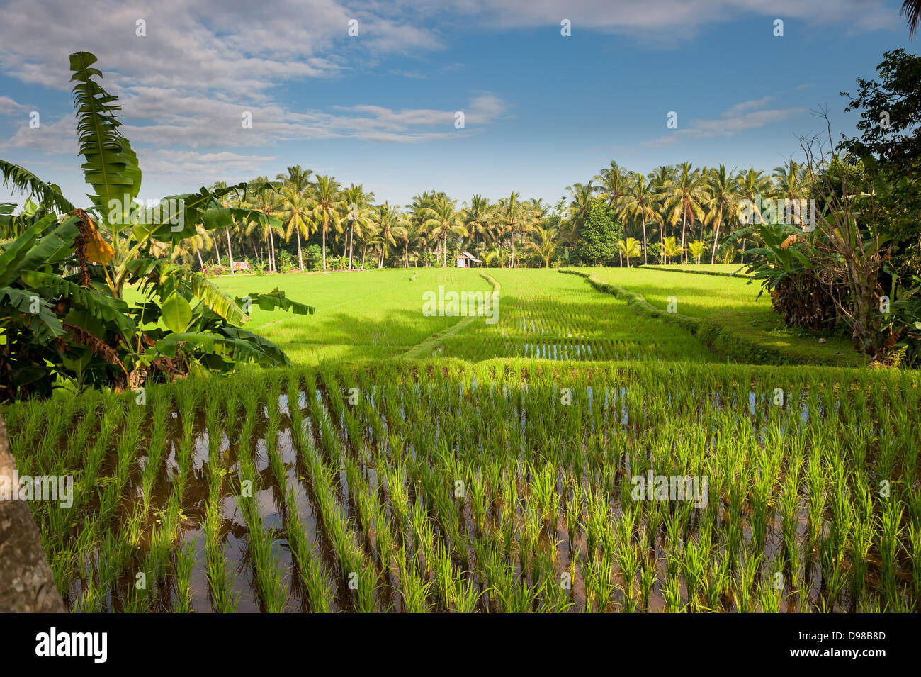 Reis-Terrassen von Bali, Indonesien Stockfoto