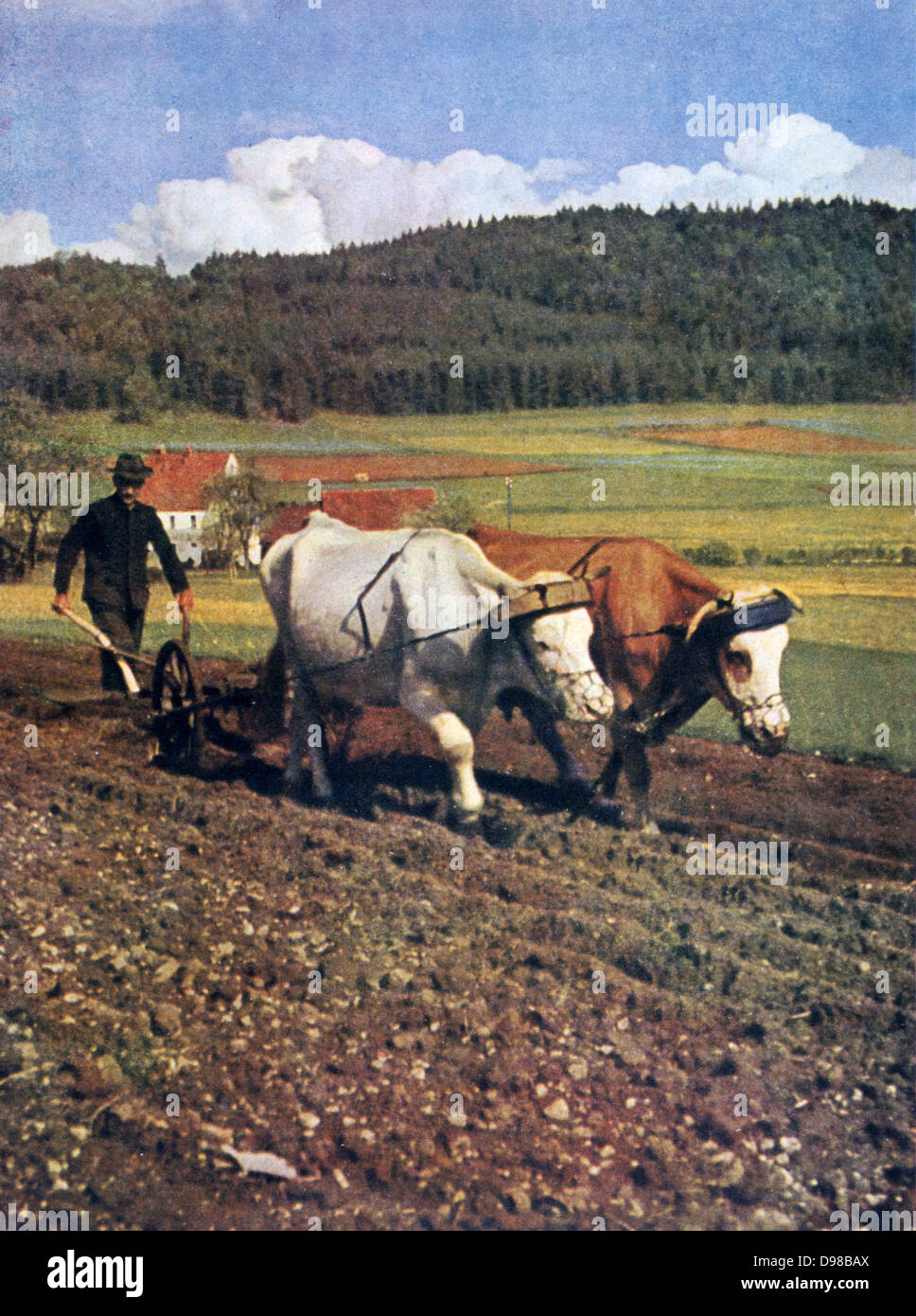 Des zweiten Weltkrieges 1939-1945: Pflügen mit Ochsen.  Aus "Signal", April 1943, deutsche Propaganda Magazin produziert von der deutschen Wehrmacht. Stockfoto