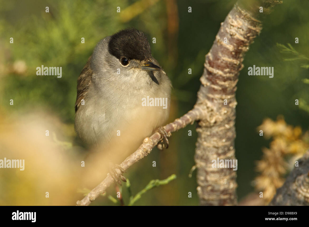 Mönchsgrasmücke, Sylvia Atricapilla, Mönchsgrasmücke, Moenchsgrasmuecke Stockfoto