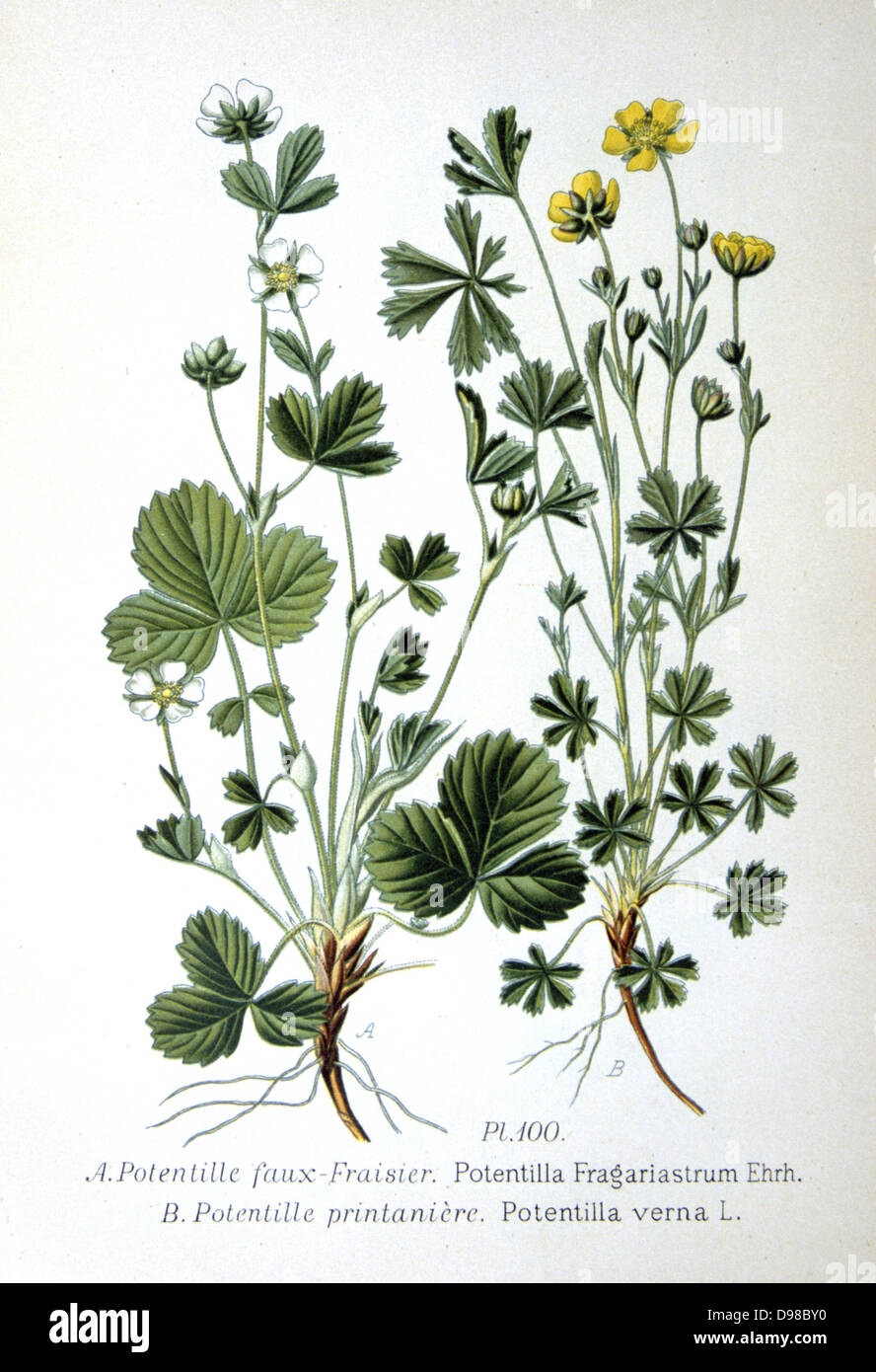 Karge Erdbeere (Potentilla Sterilis), links, und schleichende Potentilla (Potentilla Verna). Von Amédée Masclef 'Atlas des Plantes de France' Paris, 1893. Stockfoto