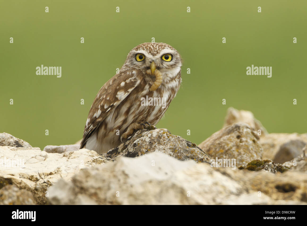 Steinkauz, Athene Noctua Lilith, Steinkauz Stockfoto
