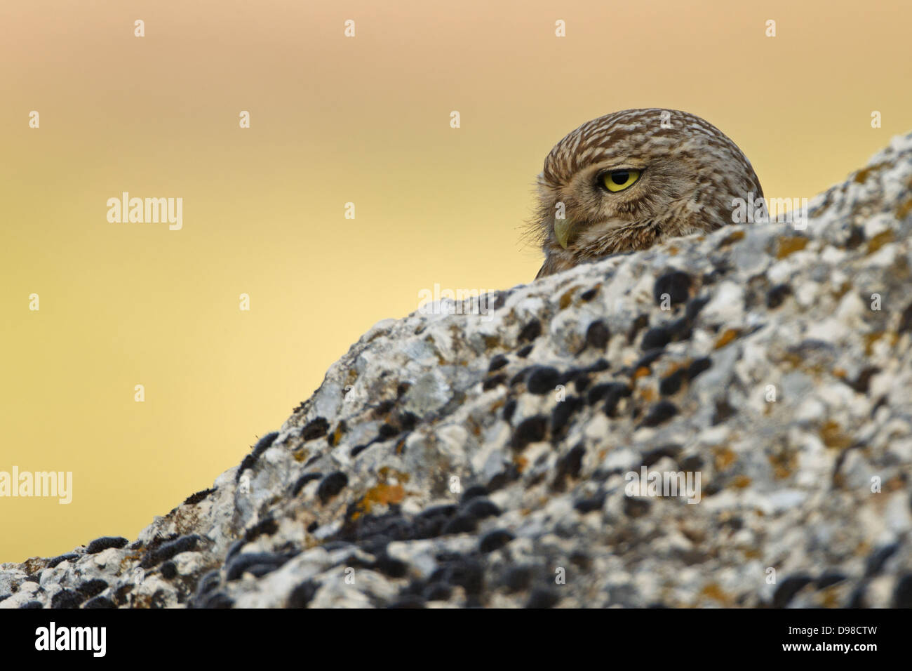 Steinkauz, Athene Noctua Lilith, Steinkauz Stockfoto