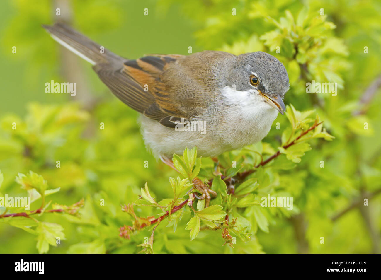Gemeinsamen Whitethroat, Whitethroat, Sylvia Communis, Dorngrasmücke Stockfoto
