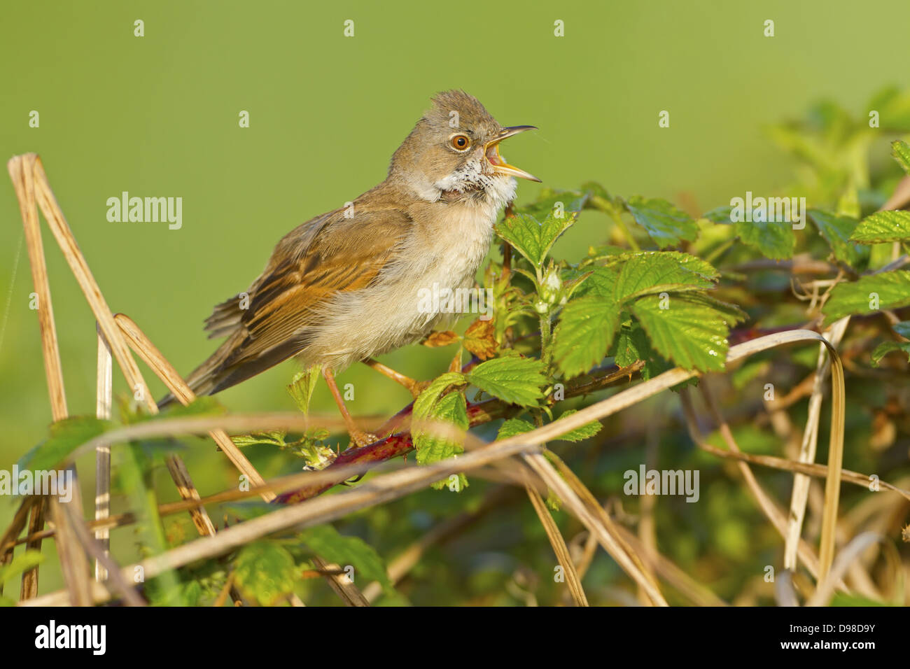 Gemeinsamen Whitethroat, Whitethroat, Sylvia Communis, Dorngrasmücke Stockfoto