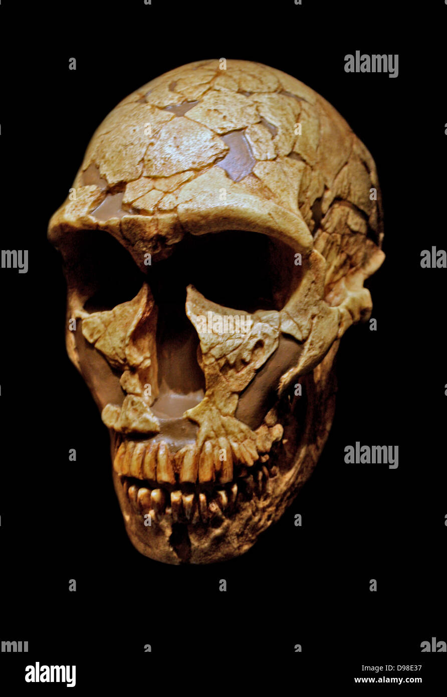Homo neanderthalensis, La Ferrassie 1 Schädel, ungefähr 70.000 Jahren. Von einem erwachsenen Mann Schädel aus einem Skelett im La Ferrassie rock Zuflucht gefunden, in der Nähe von Les Eyzies, Frankreich im Jahr 1909. Der Schädel zeigt typische Neandertaler ein fliehendes Kinn, niedrige gewölbter Schädel und prominente Doppel Stirn- Ridge. Sieben andere Neanderthal Skelette waren ebenfalls vor Ort begraben. Neandertaler lebten in Europa von etwa 200,000-30,000 Jahren. Stockfoto