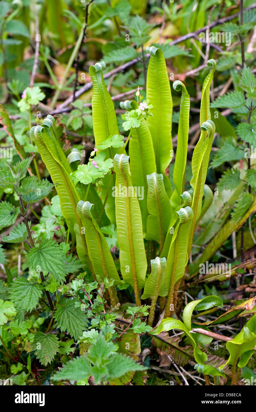 Harts Zunge Farn, Asplenium Scolopendrium, mit Blättern im Frühjahr unfurling Stockfoto