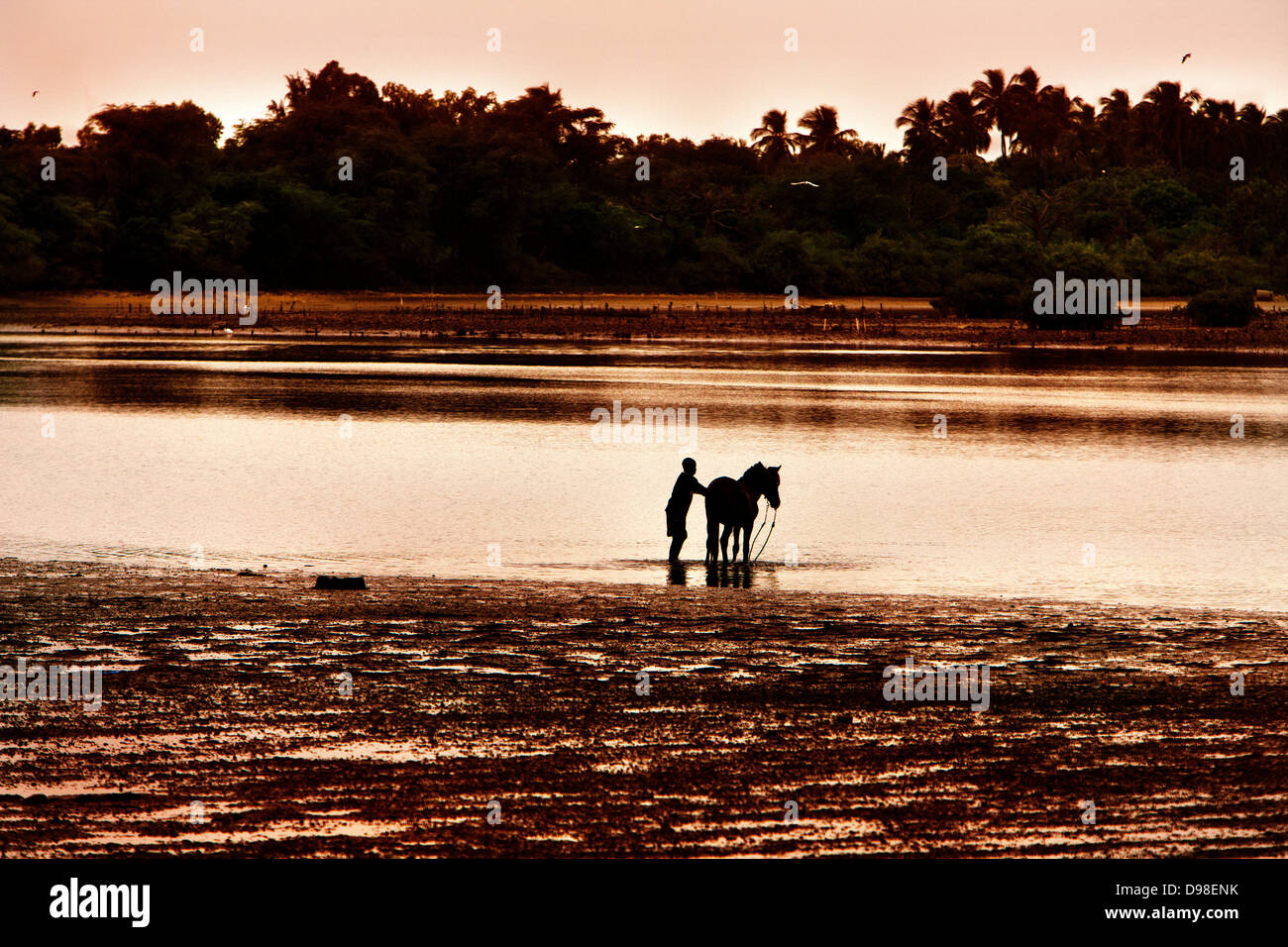 Senegal Afrika West Afrika Fadiouth Island, Mann Waschen sein Pferd am Strand Stockfoto