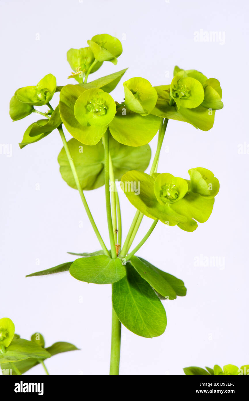 Holz-Wolfsmilch Euphorbia Amygdaloides Blüten hellgrün Stockfoto