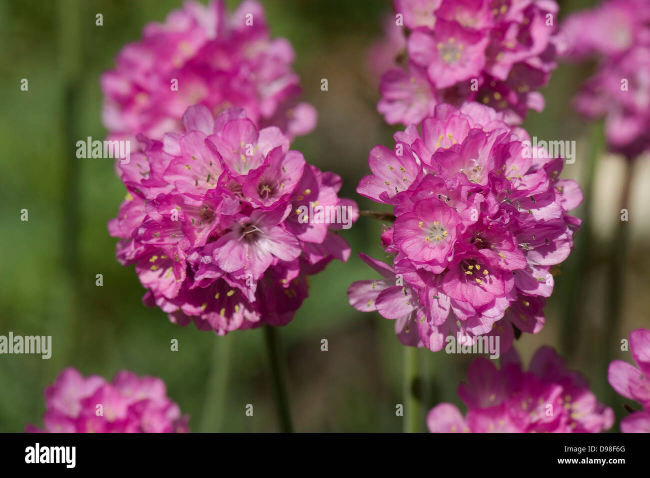 Eine Secondhand-Blume, Armeria Maritima, eine blühende Gartenpflanze rock Stockfoto