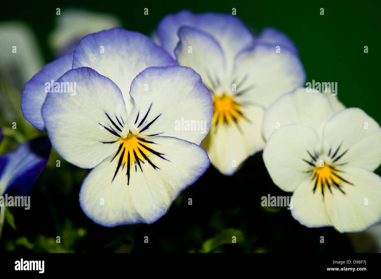 blaue Violen Blume Stockfoto