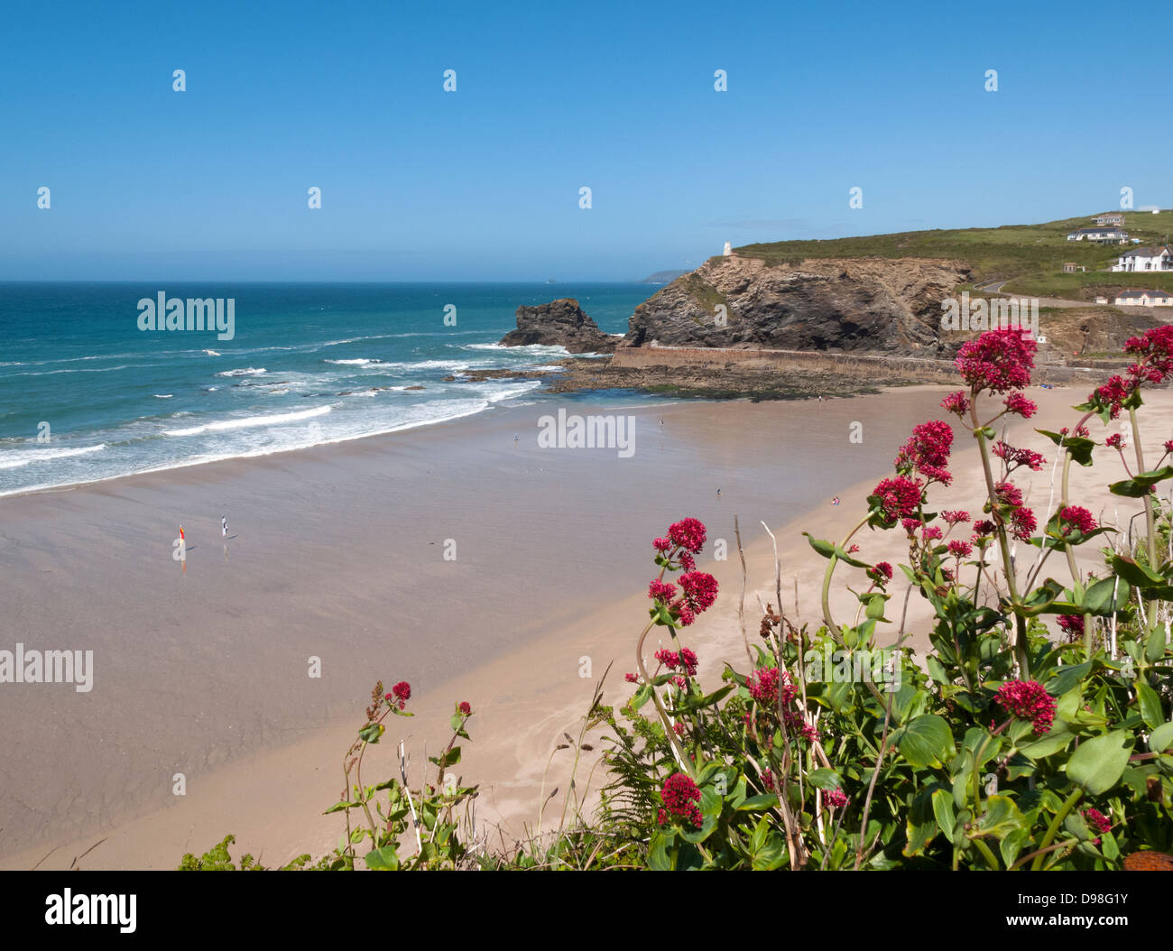 Portreath Strand Red Valerian Pflanzen, Cornwall England UK. Stockfoto