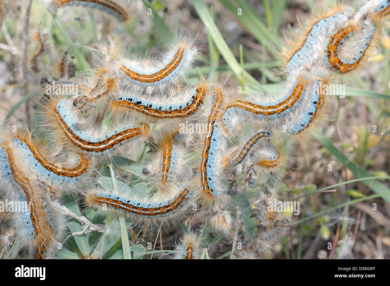 Boden Lackey (Malacosoma Castrensis L.) Krim, Ukraine, Osteuropa Stockfoto