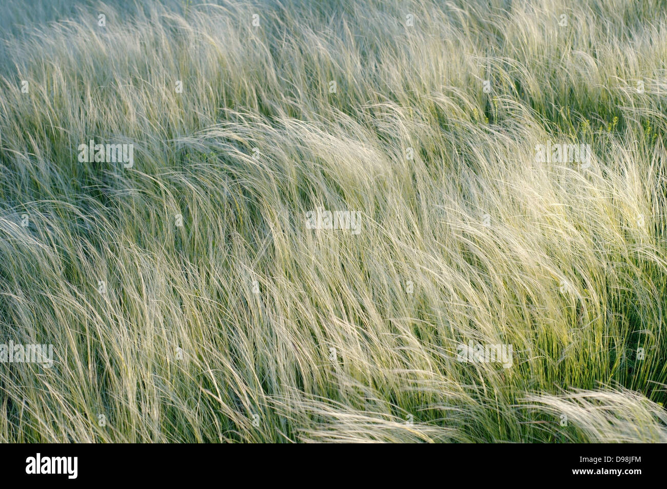 Federgras, Nadel Grass oder Speer Grass (Stipa sp.) Krim, Ukraine, Osteuropa Stockfoto