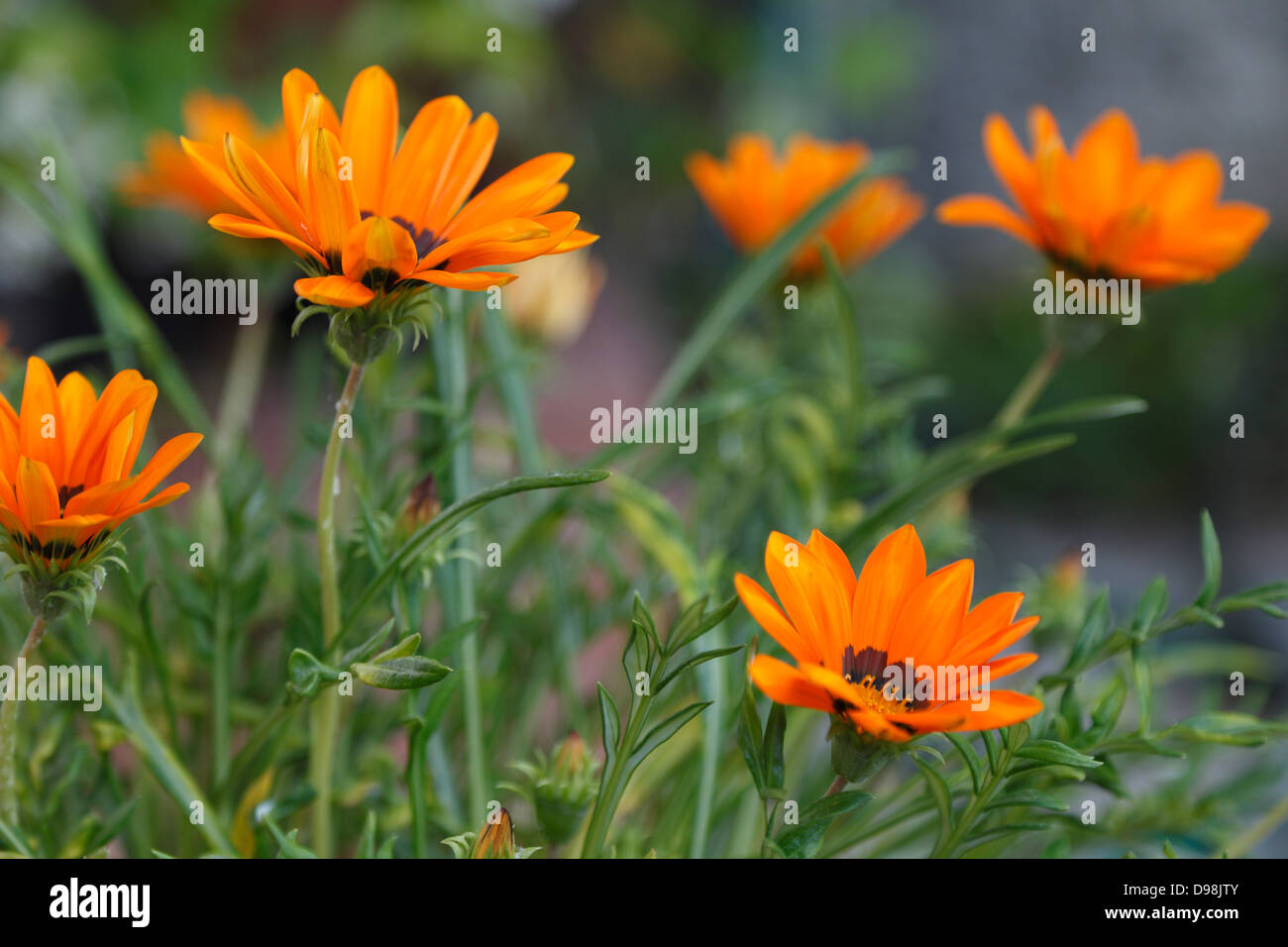 Zeit für Gartenarbeit, orange Gänseblümchen Stockfoto