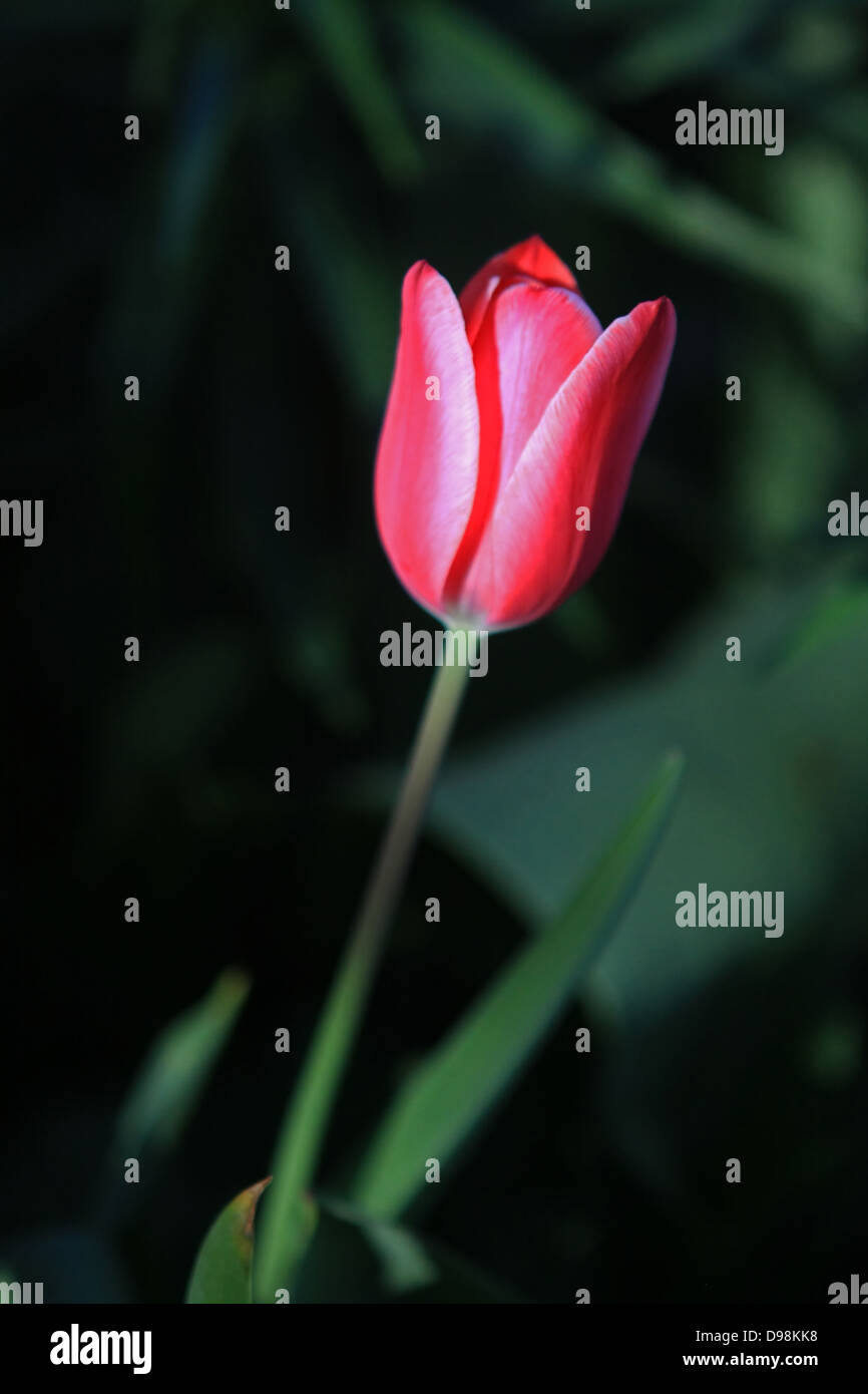 Einzigen rosa und weiße Tulpe Blume mit Grünpflanze Garten Hintergrund Stockfoto