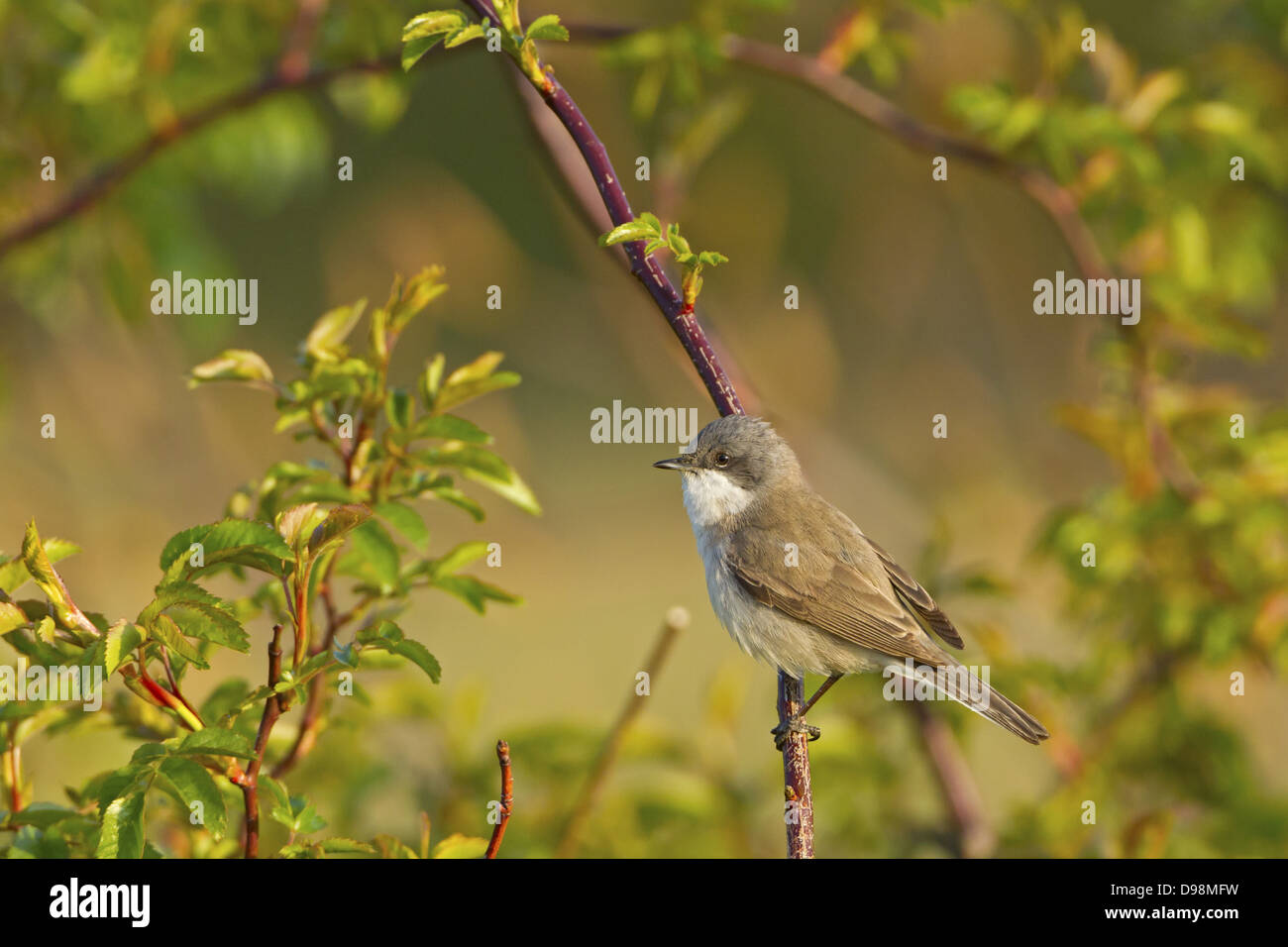 Lesser Whitethroat Sylvia Curruca, Klappergrasmücke, Klappergrasmuecke Stockfoto