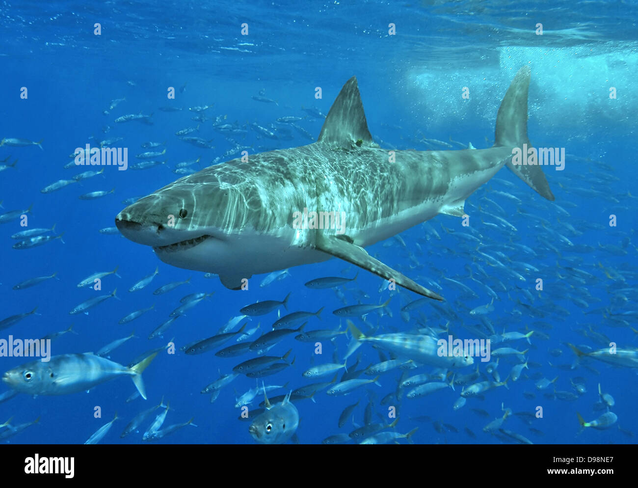 Hai mit Fischschwarm unten schwimmen. Meer Shark Naturgeschichte Ozeanblau Stockfoto