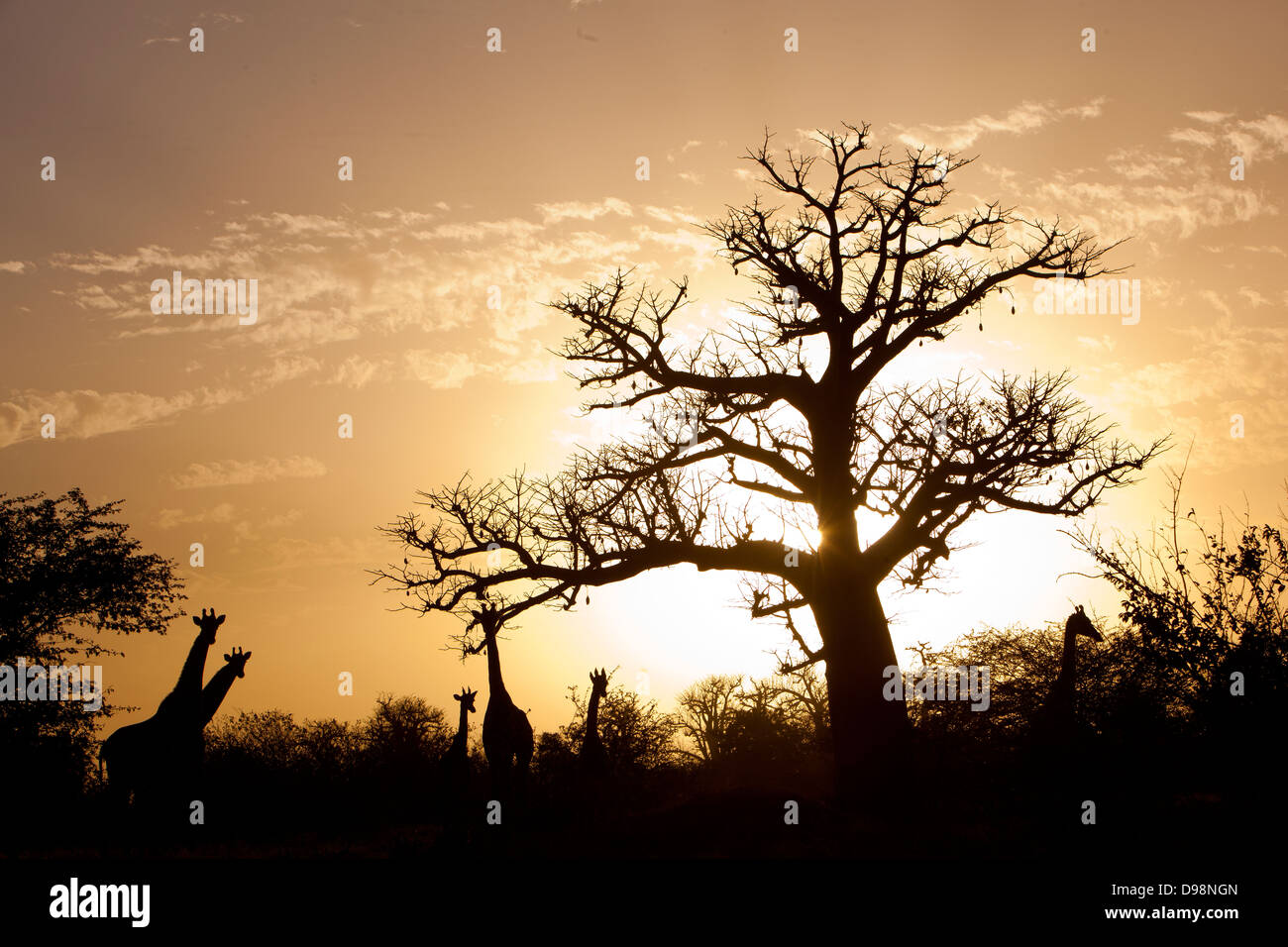 Giraffen im Reservat Bandia, einem privaten Spiel reservieren 65 Kilometer von Dakar in der Nähe von Sally und Mbour, Senegal, Afrika Stockfoto