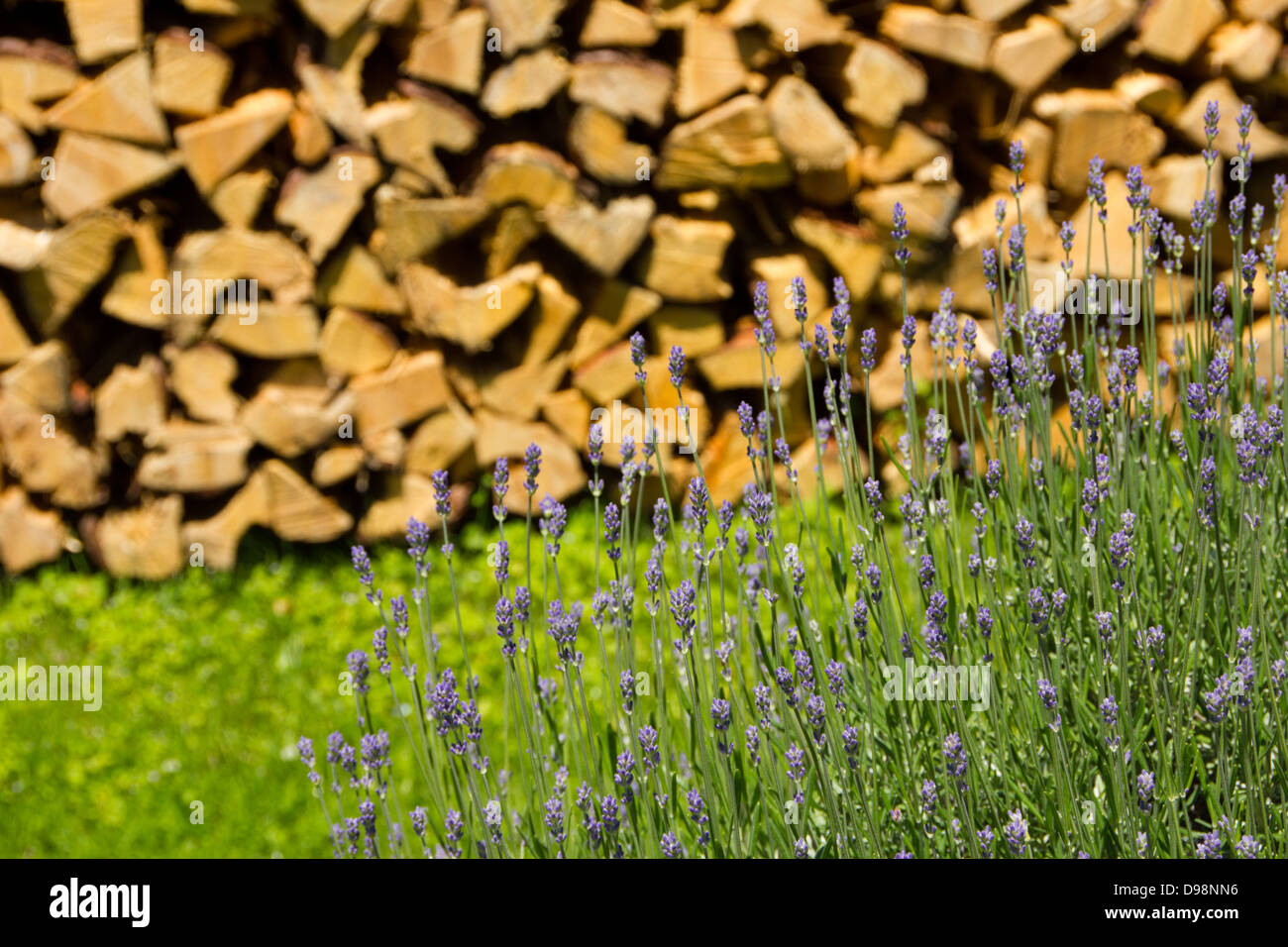 Pack aus Holz auf blühender Wiese Stockfoto