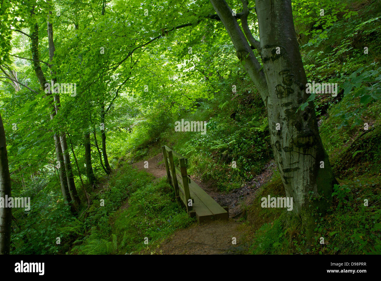 Wreay Woods, Cumbria Wildlife Trust Naturschutzgebiet, Cumbria, England UK Stockfoto
