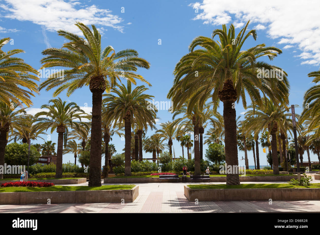 Palmen in der Sonne Passeig de Jaume ich in Salou Promenade Stockfoto