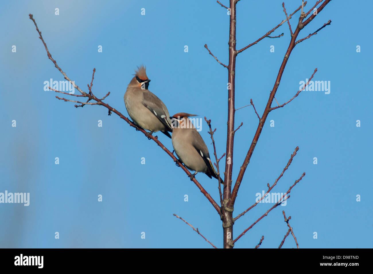 Seidenschwanz Bombycilla Garrulus im Baum Stockfoto