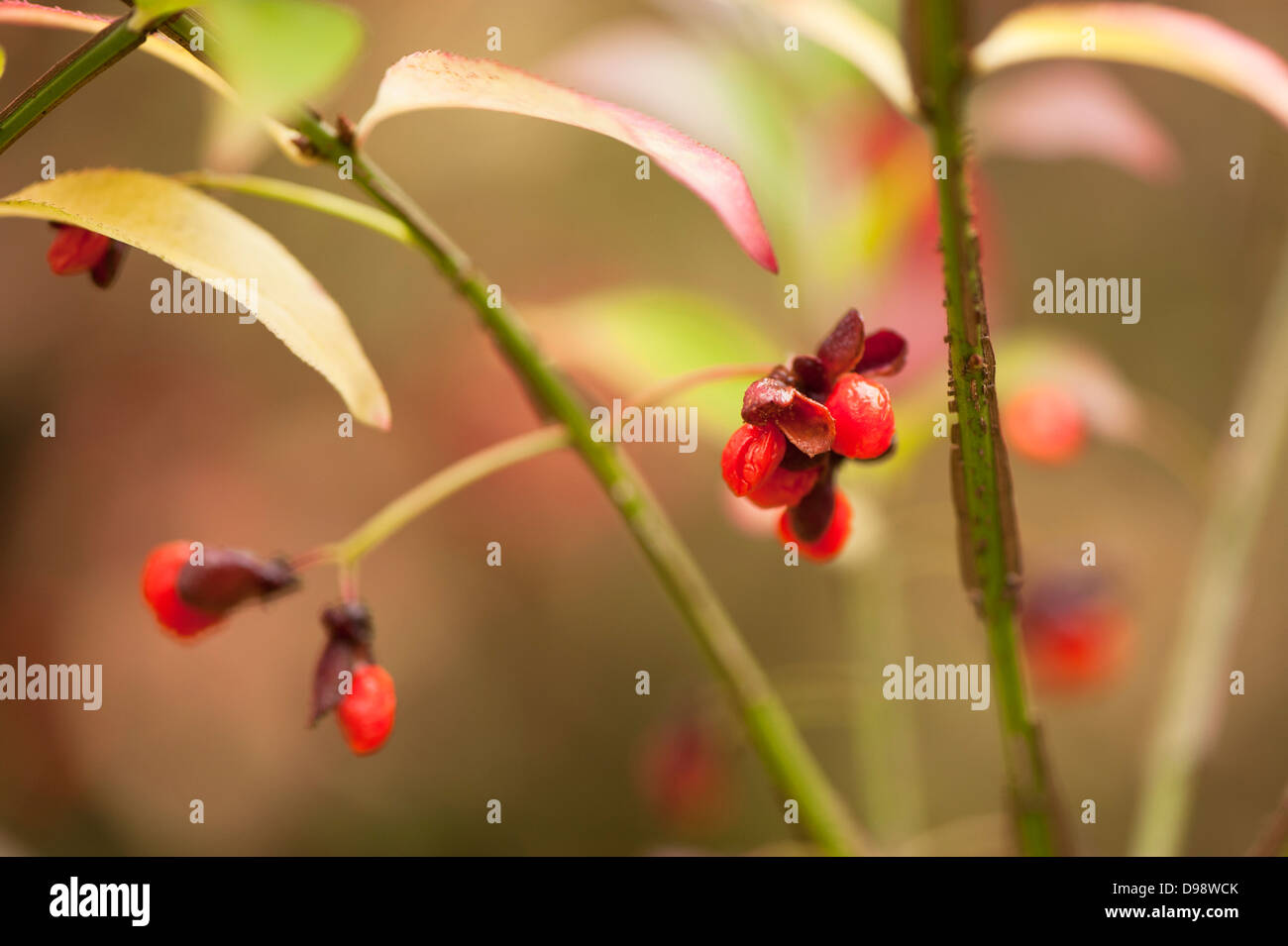 Euonymus Alatus, Winged Spindel Baum im Herbst Stockfoto