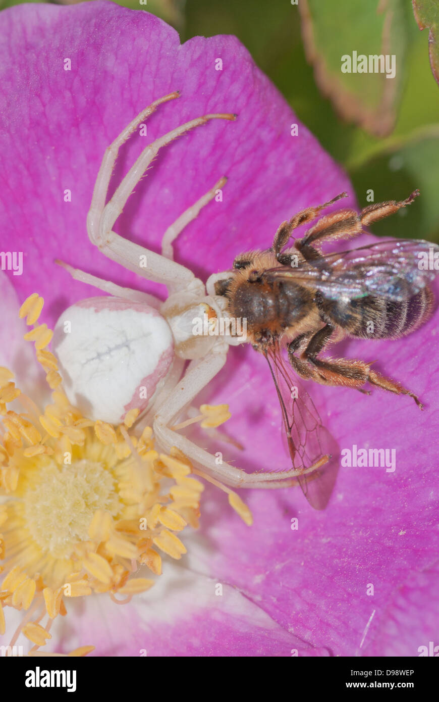 Goldrute Krabbenspinne (Misumena Vatia) auf eine wilde rose Blüte Fütterung auf eine Gefangene Biene (Apis Spp) Stockfoto