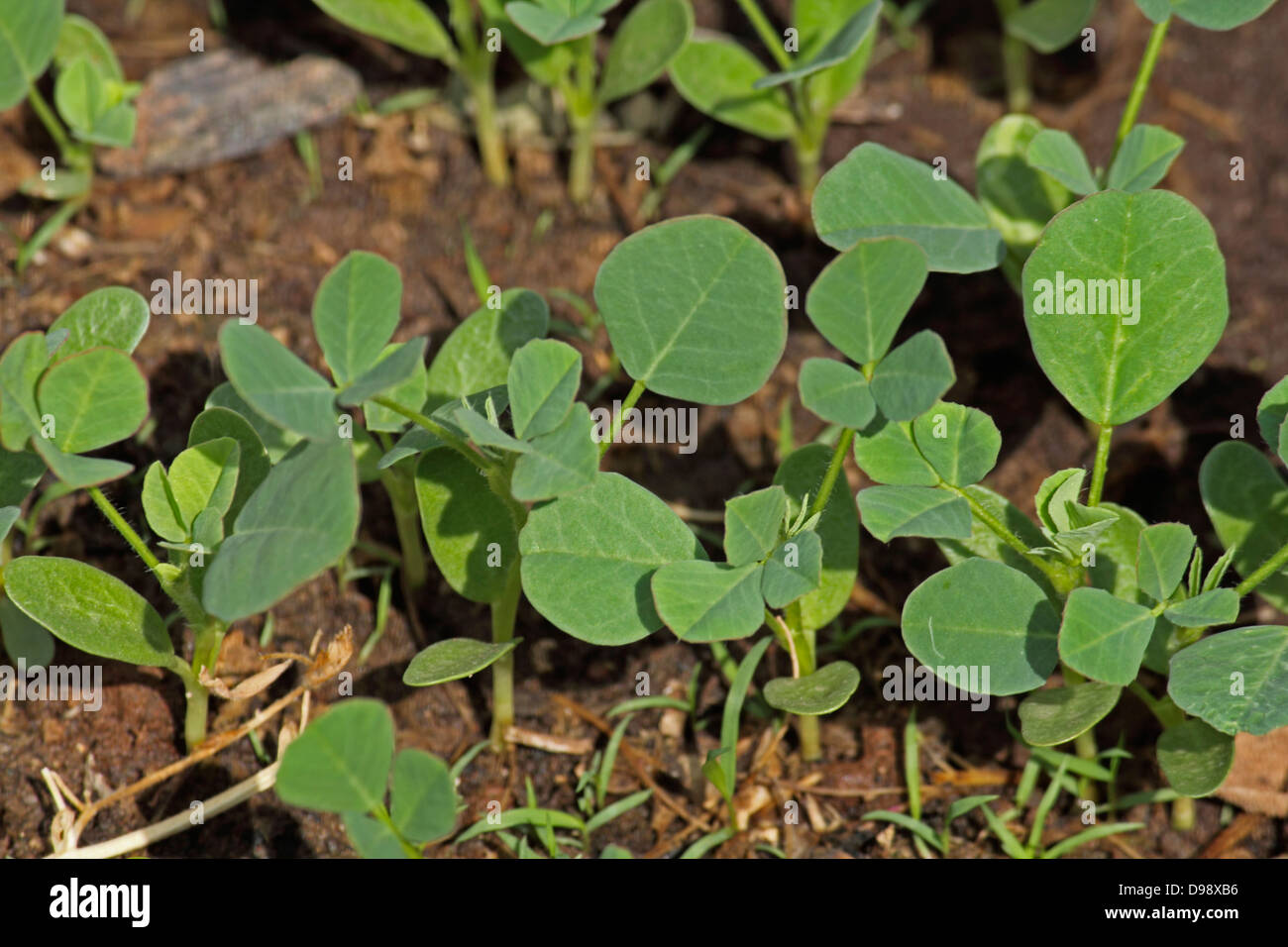 Pflanzen von Bockshornklee Foenum-graecum Stockfoto