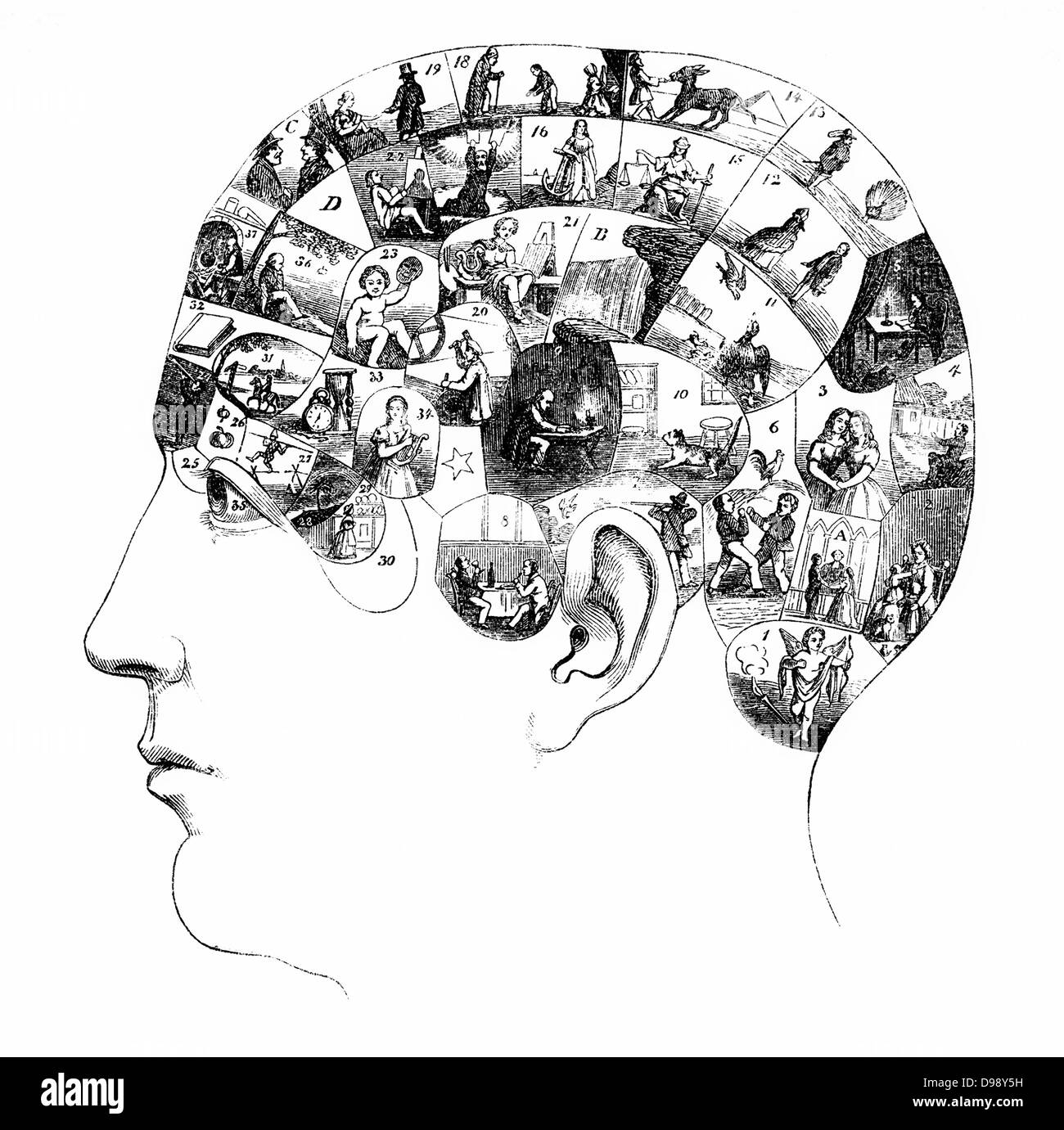 Das menschliche Gehirn mit Aktivitäten in verschiedenen kortikalen Areale, Menschen-Bild aus dem 19. Jahrhundert, 1864, Deutschland, Europa Stockfoto