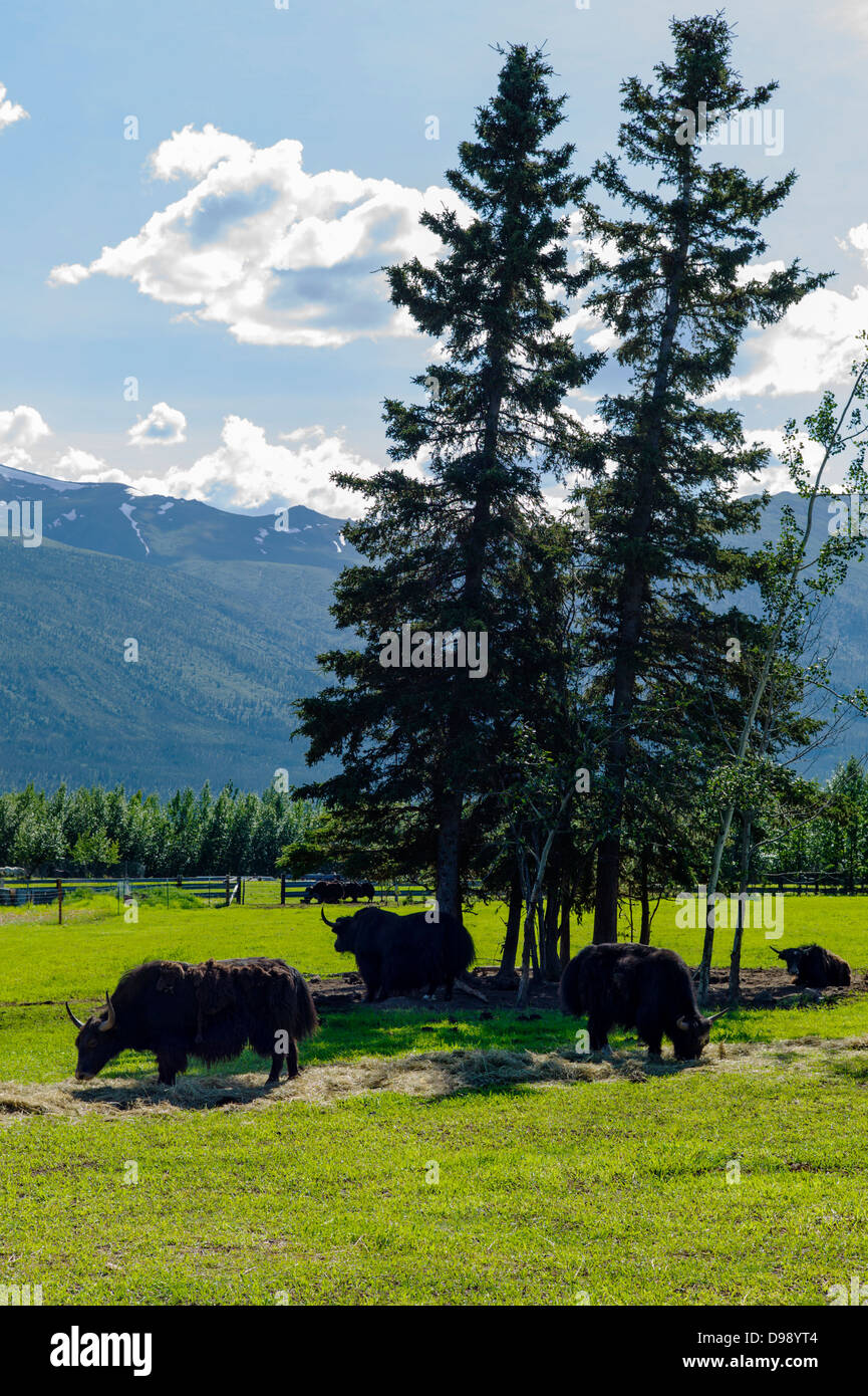 Kreis F Ranch, Tibetan Yak Farm, Edgartown Autobahn, untere Tonsina; Alaska, USA Stockfoto