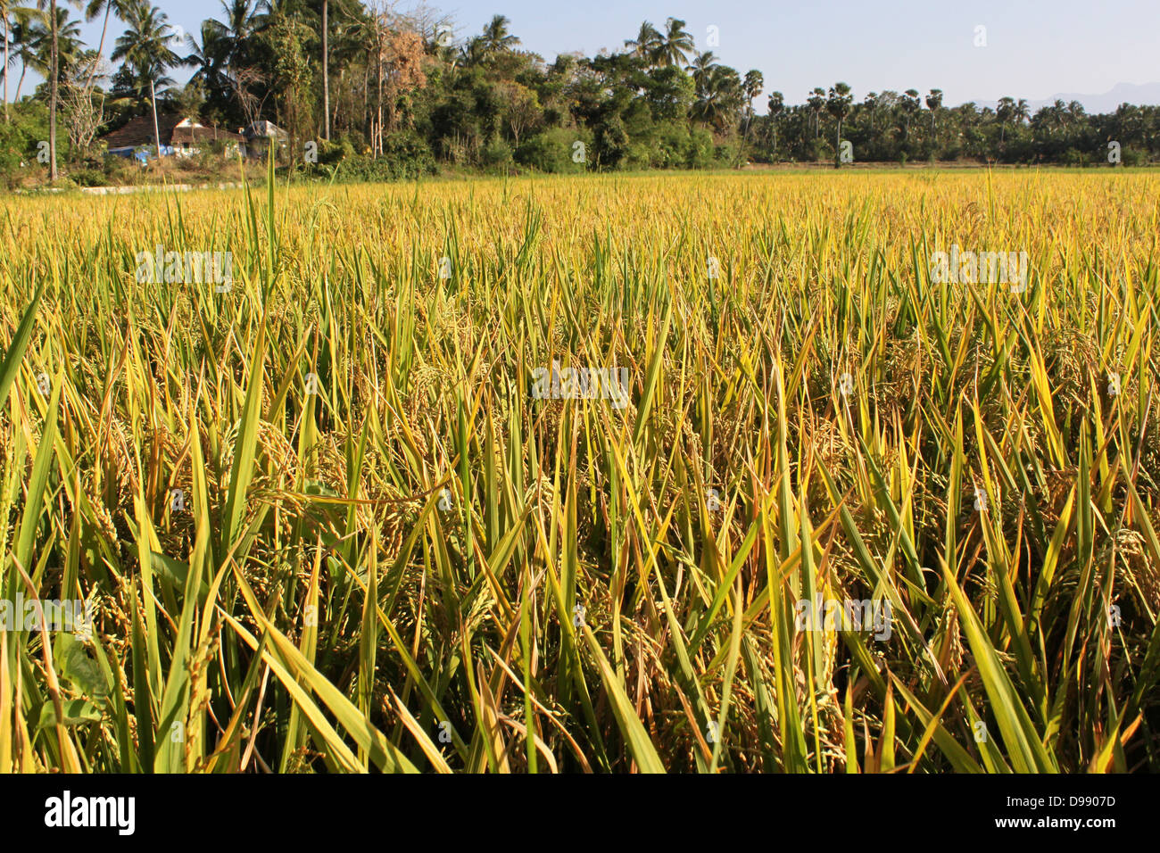Reisfeld Kerala Indien Stockfoto
