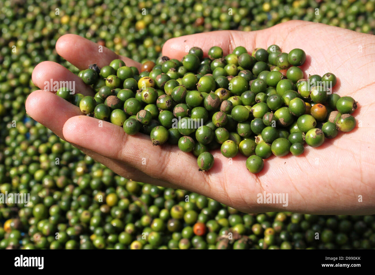 Unreife Steinfrüchte des schwarzen Pfeffers statt auf Seite Kerala Indien Stockfoto