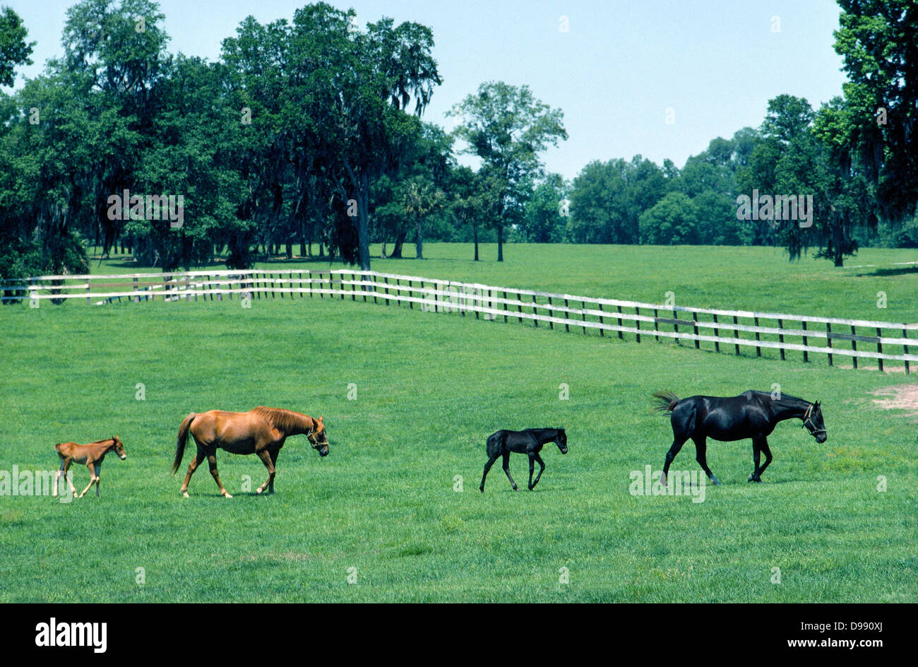 Zwei Stuten und ihre Fohlen schlendern Sie über ein Gestüt in der Nähe von Ocala, ein Zucht-Zentrum für Vollblut Rennpferde in Florida, USA. Stockfoto