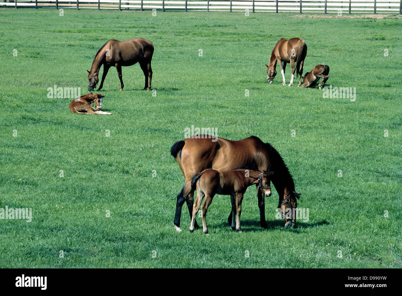 Drei Stuten und ihre Fohlen grasen auf einer Wiese in der Nähe von Ocala, ein Zucht-Zentrum für Vollblut Rennpferde in Florida, USA. Stockfoto