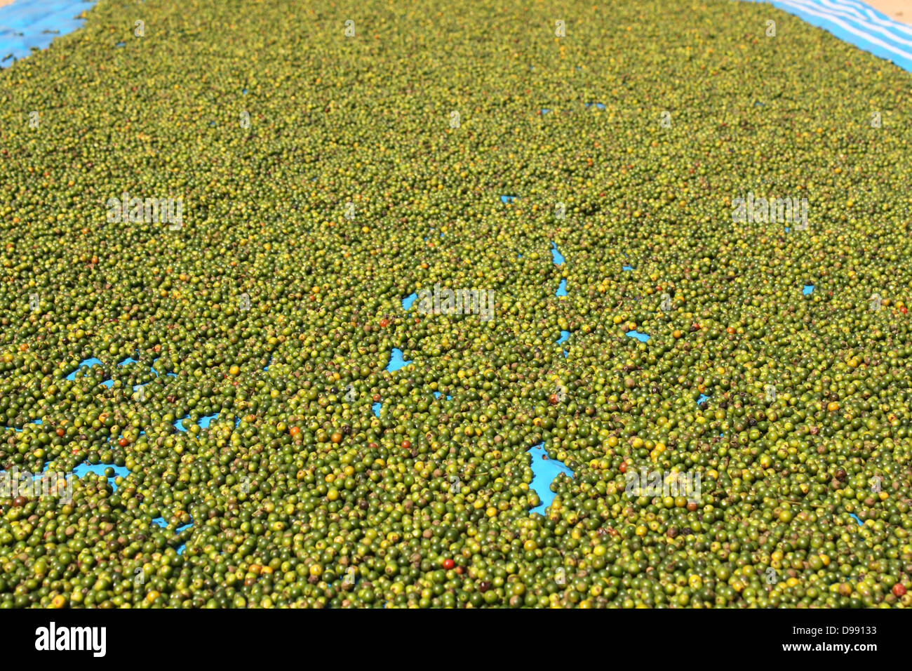 Unreife Steinfrüchte des schwarzen Pfeffers ausgebreitet trocknen Kerala Indien Stockfoto