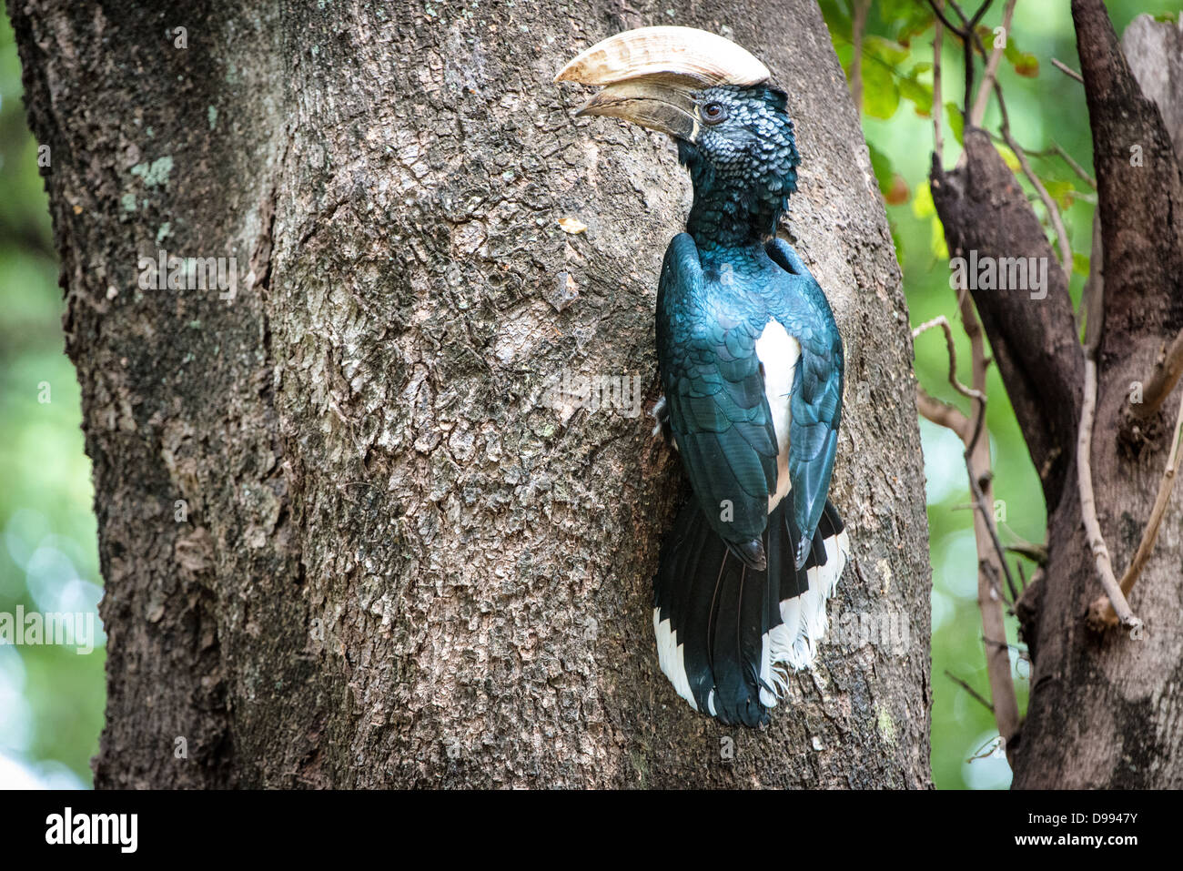 LAKE MANYARA NATIONAL PARK, Tansania – Ein silberfarbener Nashornvogel (Bycanistes brevis) thront auf einem Baum im Lake Manyara National Park. Die Art kommt häufig in den Wäldern und Wäldern Ostafrikas vor, einschließlich der Schutzgebiete Tansanias. Der Lake Manyara National Park im Norden Tansanias umfasst vielfältige Lebensräume von alkalischen Seeufern bis zu Akazienwäldern und dichten Wäldern. Der Park ist Teil des größeren Manyara Ökosystems und liegt entlang des Great Rift Valley Steilhangs. Silberwangen-Hornvögel gehören typischerweise zu den größeren Hornvogelarten in der Region Stockfoto