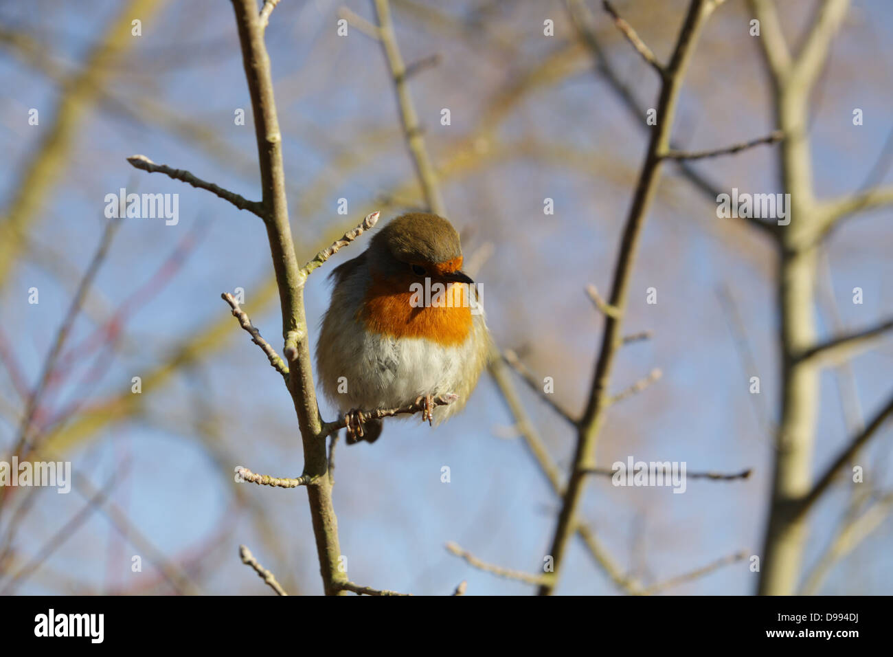 Robin-Porträt Stockfoto