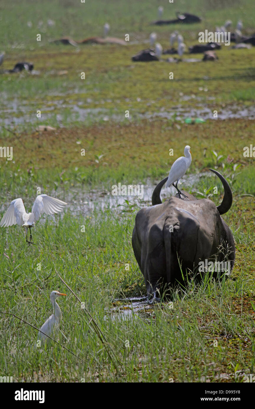 Wasserbüffels Bubalus beispielsweise Familiengruppe mit Kuhreiher, Bubulcus Ibis, Reisfeld, Goa, Indien Stockfoto