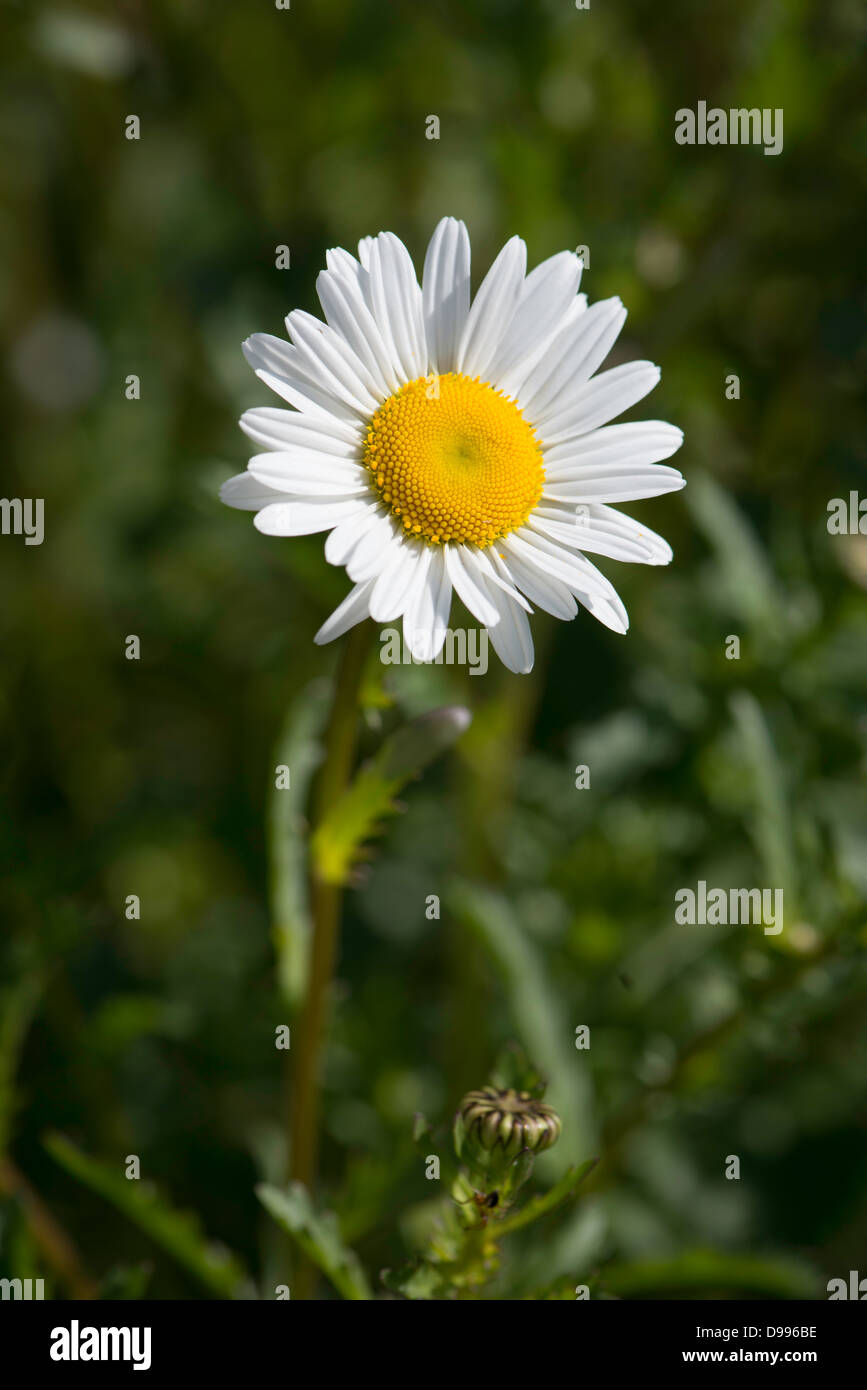 Leucanthemum vulgare, auch als oxeye Daisy bekannt Stockfoto