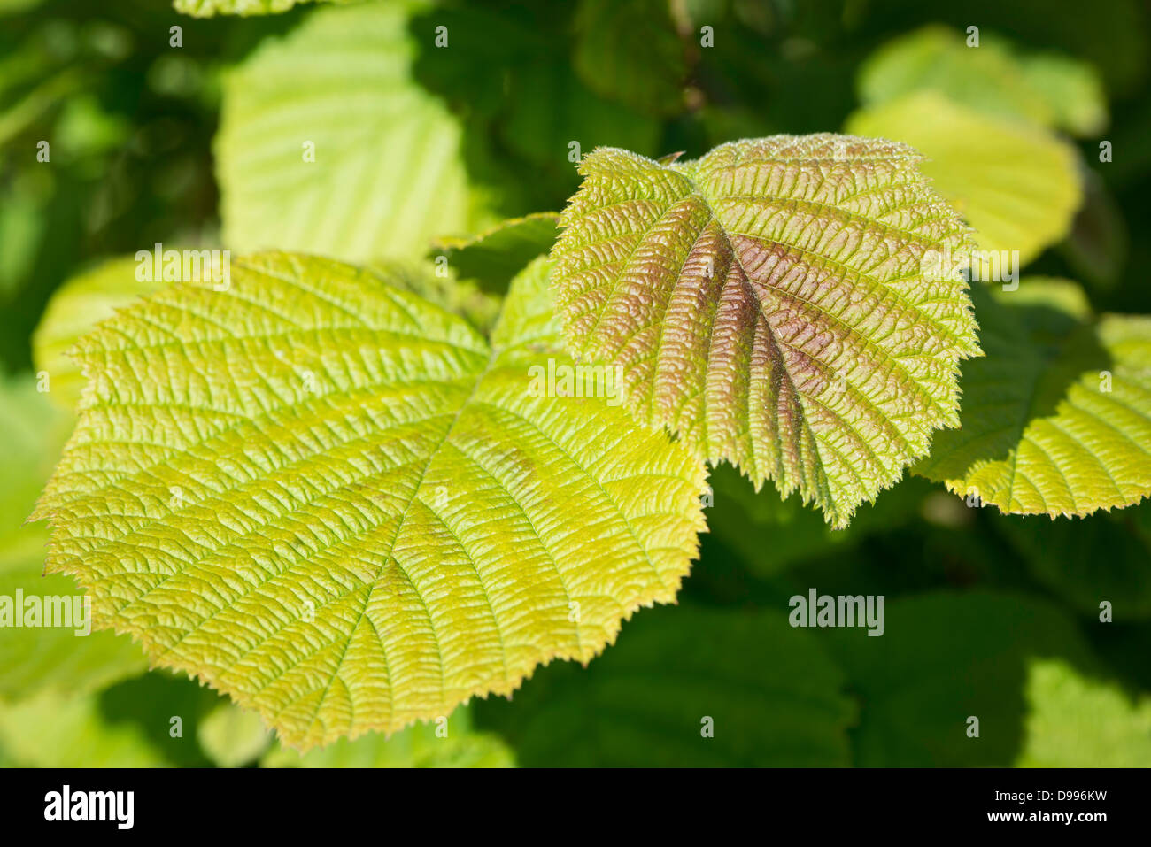 Nahaufnahme der Blätter auf einem Hasel (Corylus avellana). Stockfoto