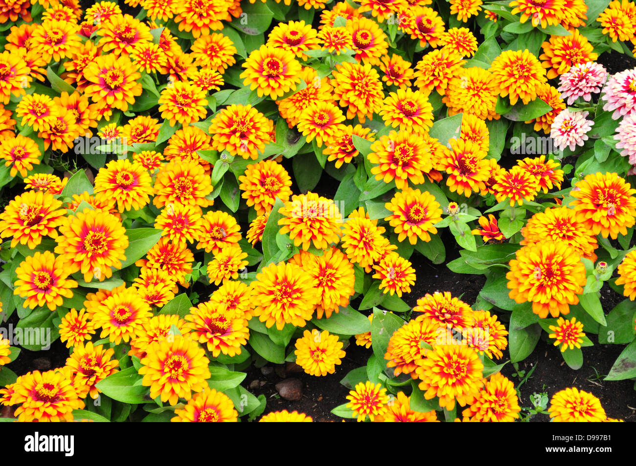 Nahaufnahme Foto von einem Blumengarten Bett Stockfoto