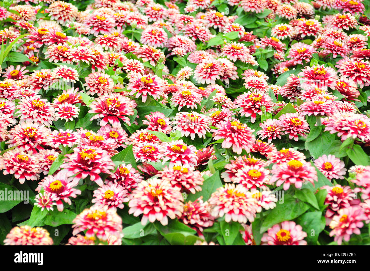 Nahaufnahme Bild von schönen Blumen Stockfoto