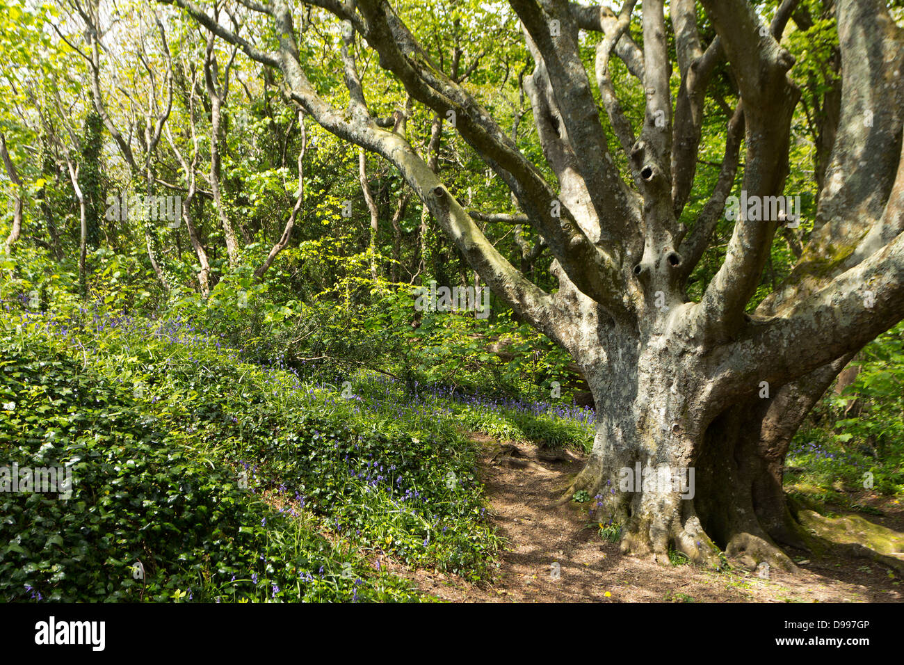 Alte Buche in einem Cornish Waldgebiet, UK Stockfoto