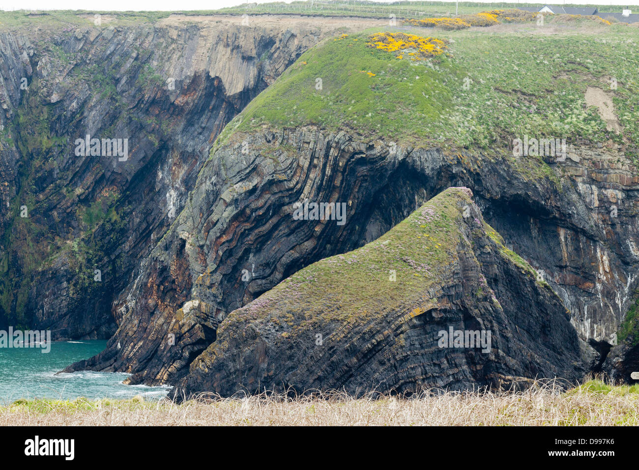 Gefalteten Gesteinsschichten in Ceibwr Bay, Pembrokeshire, Wales. 400 Millionen Jahre alten Turbidit Mudstones und Sandsteine. Stockfoto