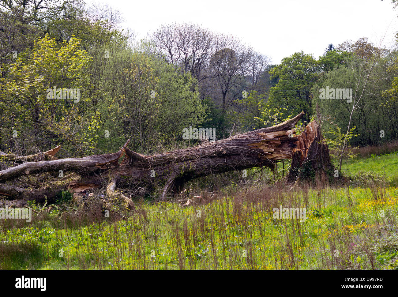 Alter Baum durch einen Sturm, Wales, UK geblasen. Stockfoto
