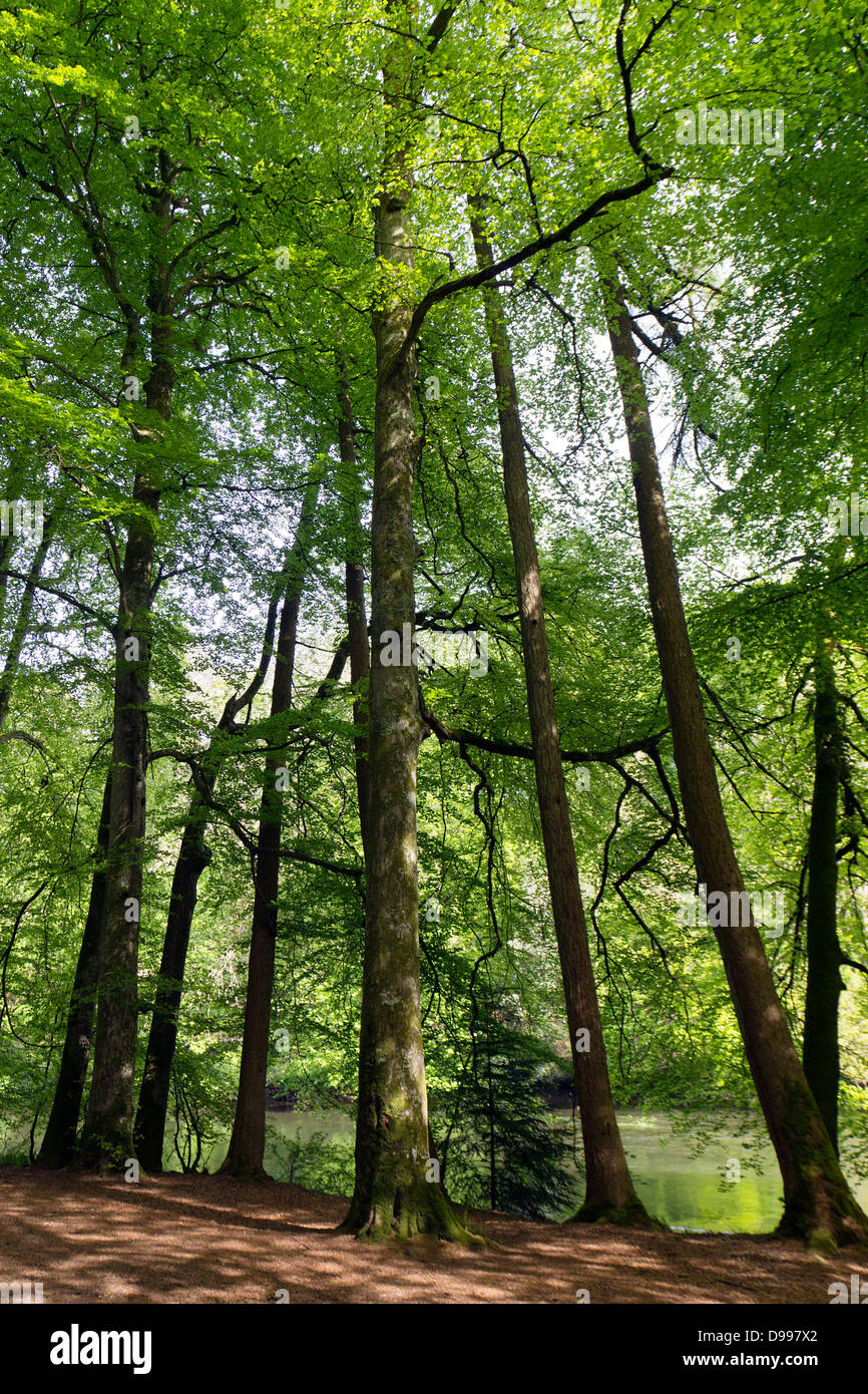 Gruppe der alten Buche Bäume in einem walisischen Wäldern Stockfoto