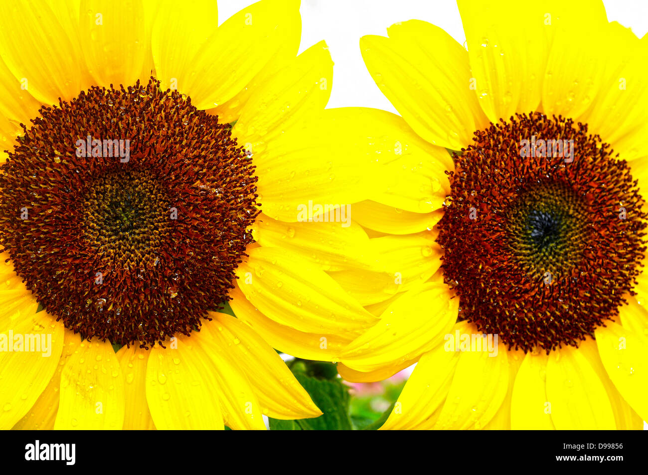 Zwei schöne Sonnenblumen mit Regen fällt in einem Garten Stockfoto