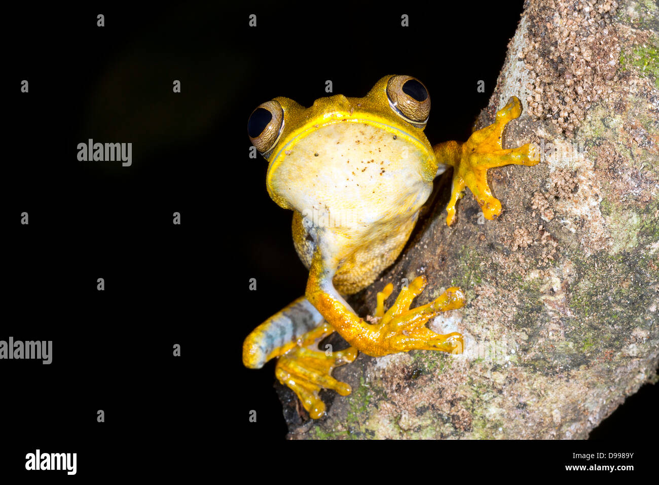 Karte von Treefrog (Hypsiboas Geographicus) auf einem Ast im Regenwald Ecuadors, Vorbereitung zum Sprung Stockfoto