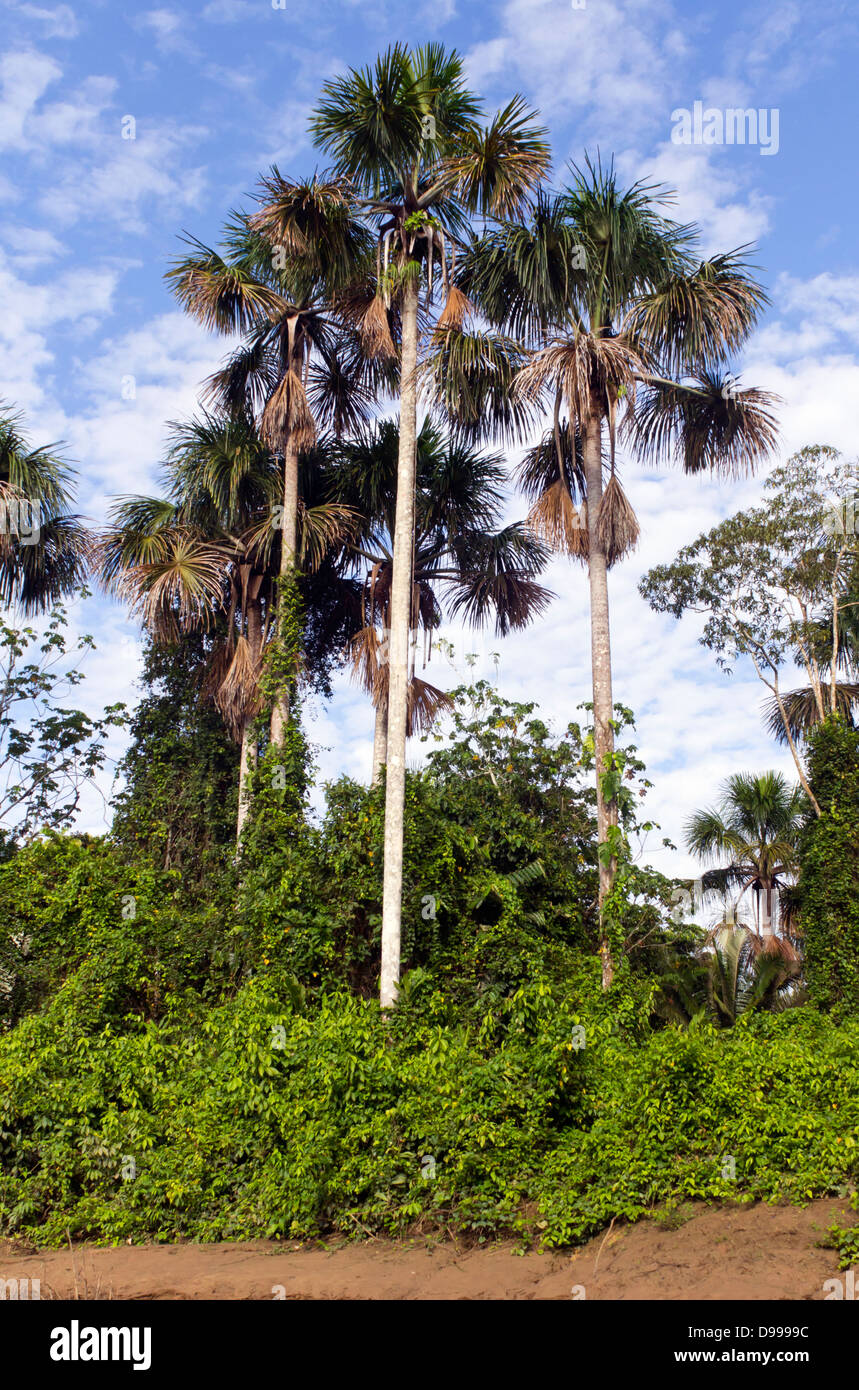 Moriche-Palmen (Mauritia Flexuosa) an einem Flussufer im ecuadorianischen Amazonasgebiet wächst Stockfoto